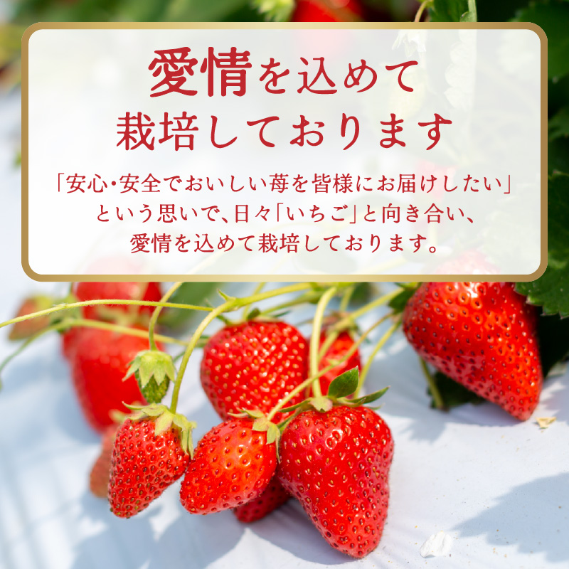 福岡県産あまおう 約250g×4パック いちご イチゴ 苺 あまおう フルーツ 果物 くだもの 250g 4パック 福岡県 八女市