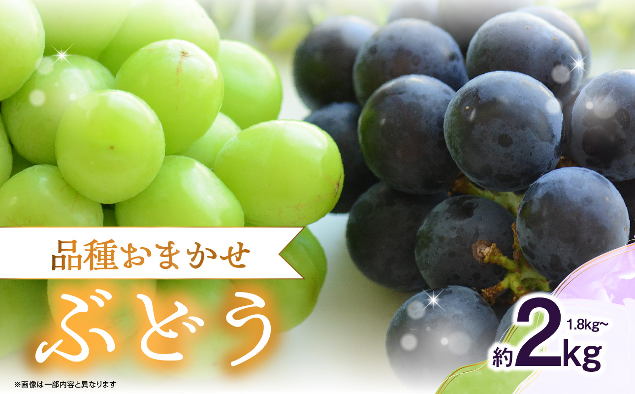 品種おまかせ！ぶどう（1.8～2kg）【2026年8月下旬発送開始】 ぶどう シャインマスカット 巨峰 フルーツ おまかせ 旬 福岡県 八女市