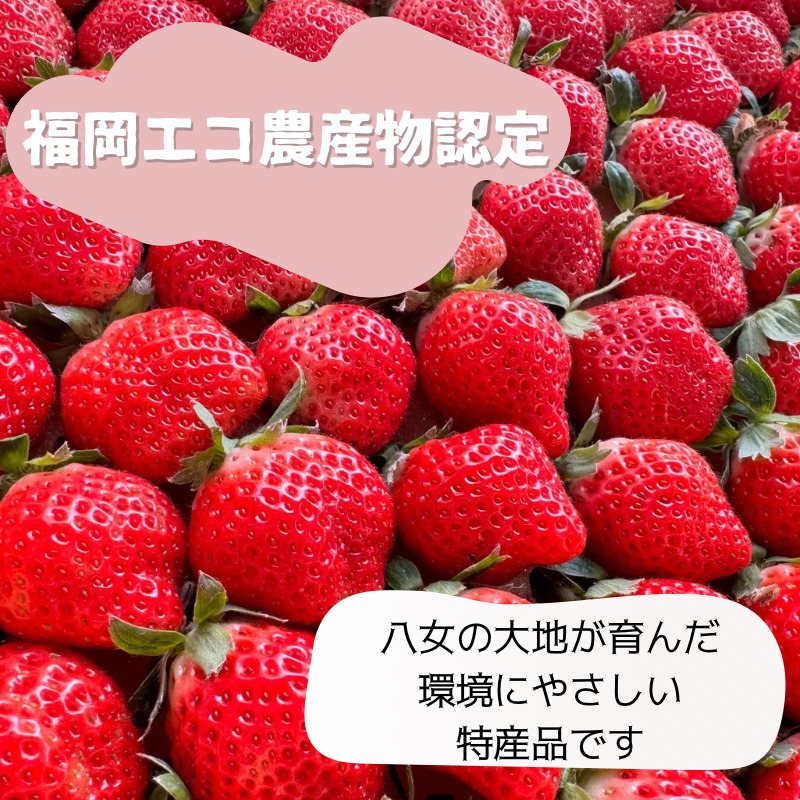 冷凍いちご 500g×4パック 【大月いちご園】 イチゴ 苺 あまおう 冷凍 2kg 大容量 果物 九州 国産 フルーツ スムージー ジャム 福岡県 八女市