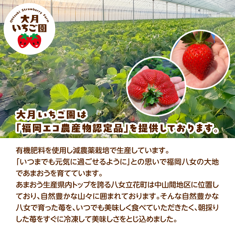 冷凍いちご 500g×1パック【大月いちご園】 あまおう いちご 苺 イチゴ フルーツ くだもの 朝採り 冷凍 アレンジ 小分け 食べきり 福岡県 八女市