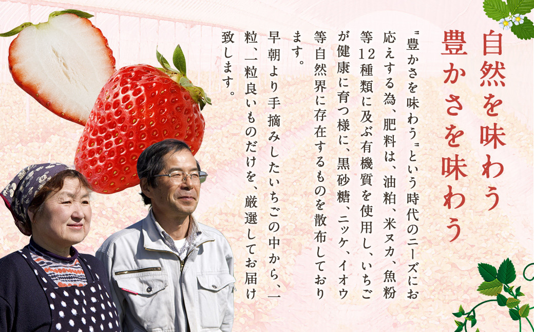 いちご「かおり野」プレミアム 300g×2パック 1箱 約600g 【2025年12月下旬から2026年3月下旬発送予定】 苺 イチゴ ベリー 果物 フルーツ デザート おやつ お取り寄せ