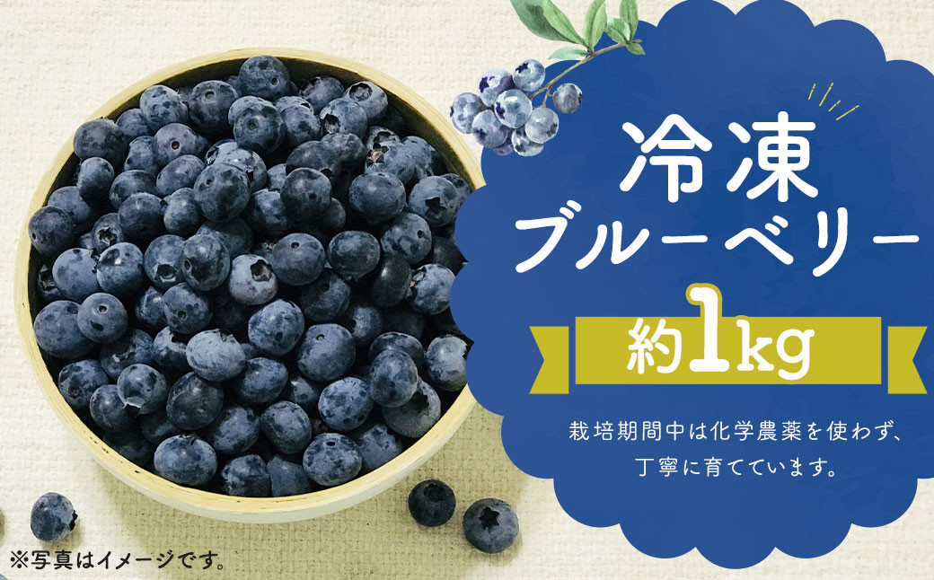 冷凍 ブルーベリー  約1kg (約200g×5) 冷凍 【2024年8月上旬発送開始】