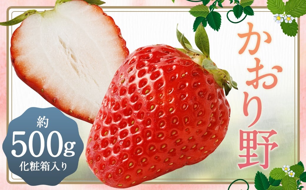 いちご 「かおり野」 プレミアム 化粧箱入り 約500g 【2025年12月下旬から2026年3月下旬まで発送予定】 苺 イチゴ 果物 果実 フルーツ 大粒 冷蔵 九州 福岡県 筑後市