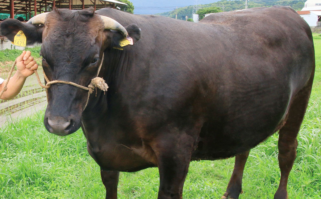 A5等級 博多和牛サーロインステーキ 約200g×5枚 福岡県産 国産 牛肉 お肉 ステーキ