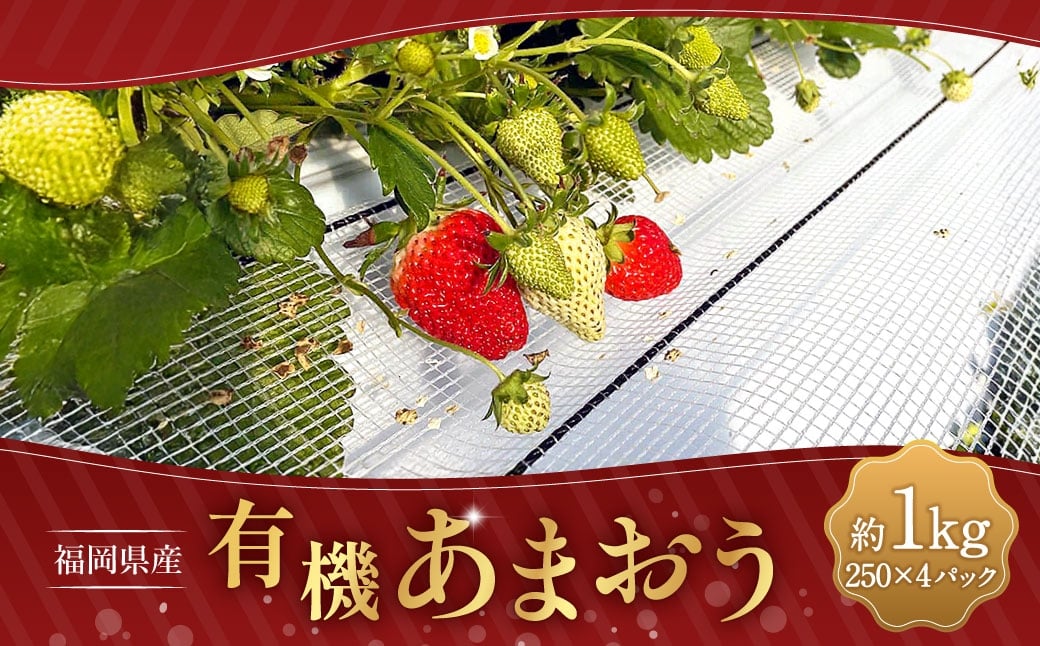 有機あまおう250g×4パック 【2026年1月上旬～3月下旬頃発送予定】 苺 いちご イチゴ 果物 くだもの フルーツ 国産 冷蔵 250g 4パック 有機あまおう あまおう