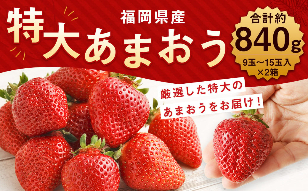  厳選 特大 あまおう 9玉～15玉入×2箱  約840g 【2025年1月上旬から3月下旬発送予定】 福岡県産 いちご 苺 果物 フルーツ お取り寄せ