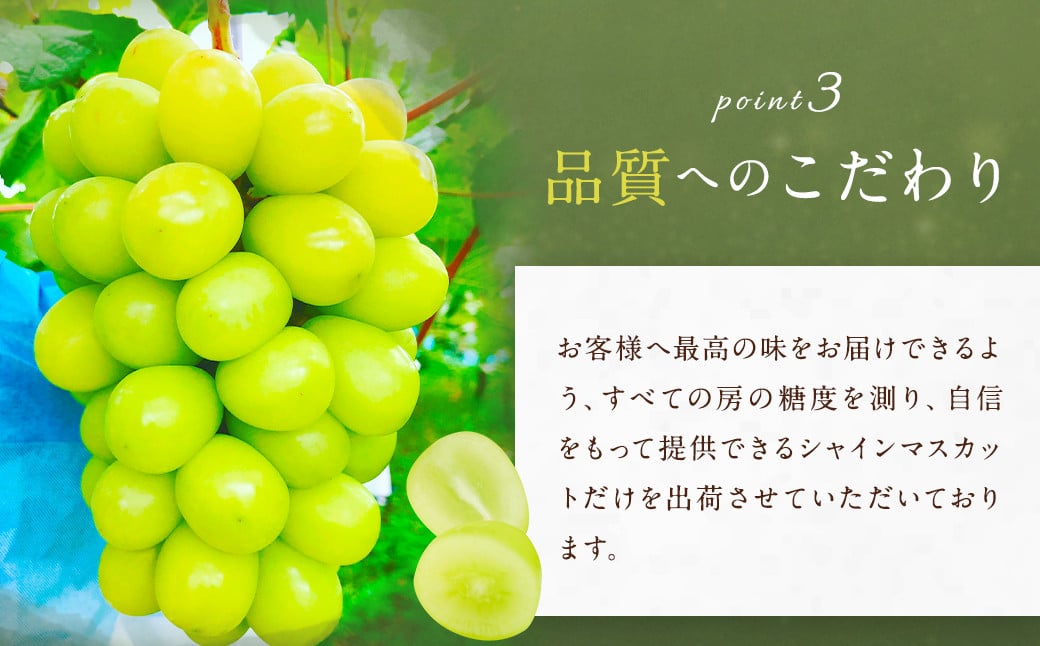  農園直送 ！ シャインマスカット 約1.2kg 2~3房 【2024年8月上旬～10月上旬発送】