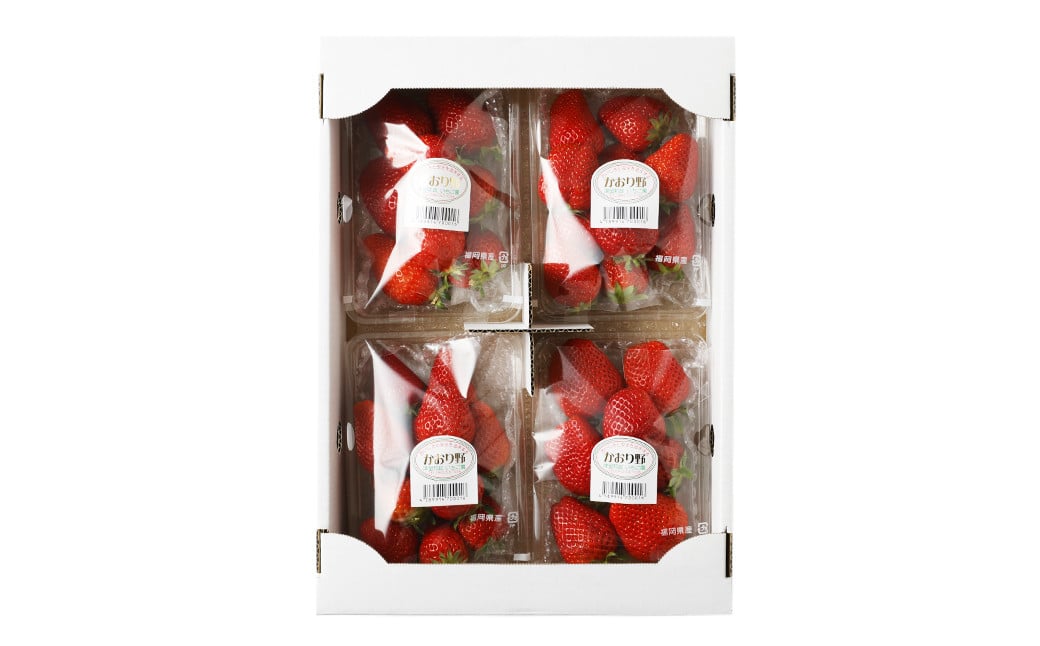 いちご 「かおり野」プレミアム 300g×4パック 約1.2kg 1箱【2025年12月下旬から2026年3月下旬まで発送予定】 苺 イチゴ ベリー 果物 フルーツ デザート おやつ お取り寄せ