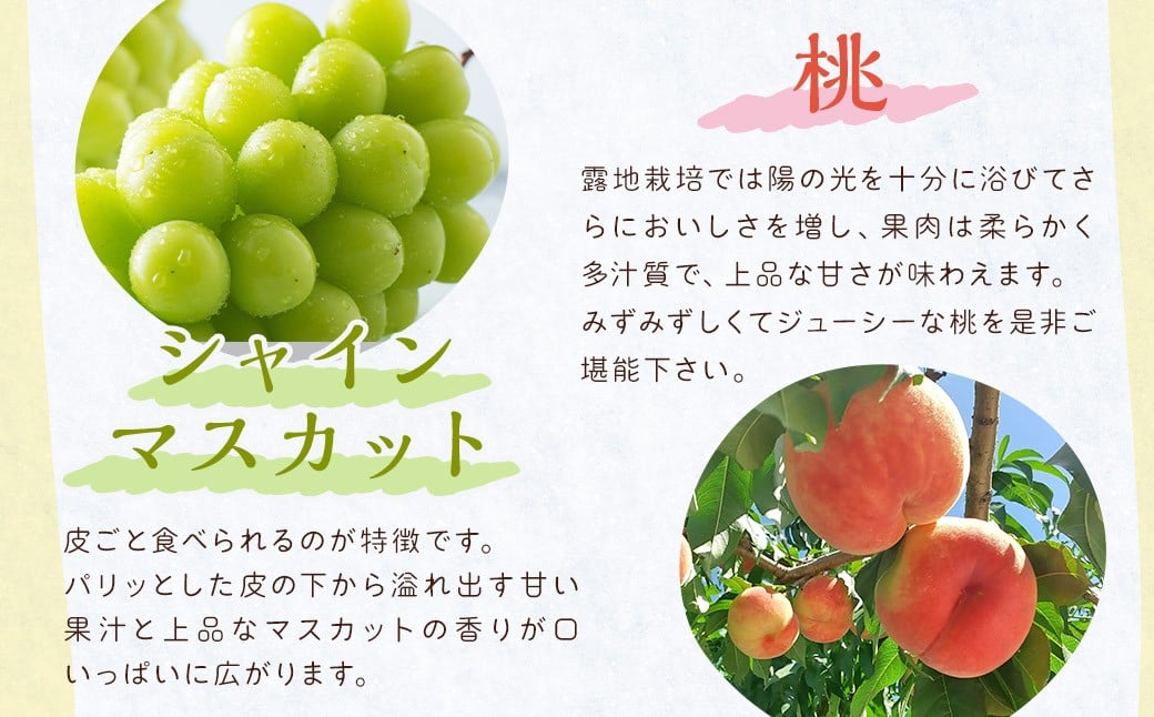 【3回定期便】今が旬な地元産の果物詰め合わせセット【2026年6月上旬から順次発送予定】 桃 ぶどう 梨 みかん 柿 キウイ 国産 冷蔵
