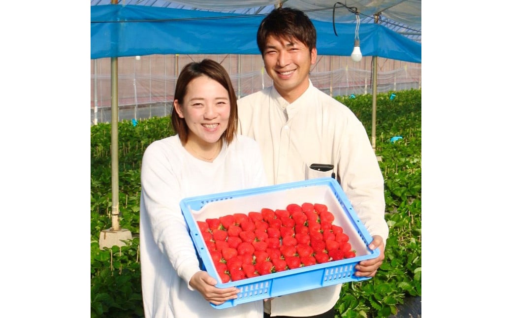 化粧箱入り 特別栽培 の 濃厚 完熟 あまおう 約450g 1パック 【2025年1月上旬～3月下旬まで発送予定】 いちご 苺 果物 フルーツ