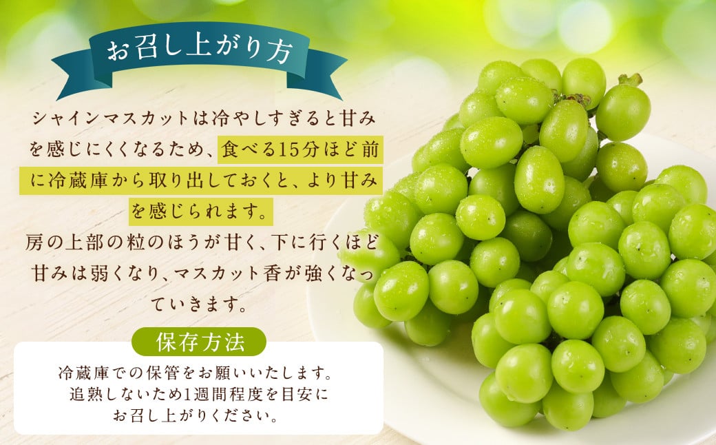 【訳あり】農園直送！ シャインマスカット 約2kg 【2025年9月上旬から10月上旬発送予定】 ぶどう マスカット 果物 フルーツ