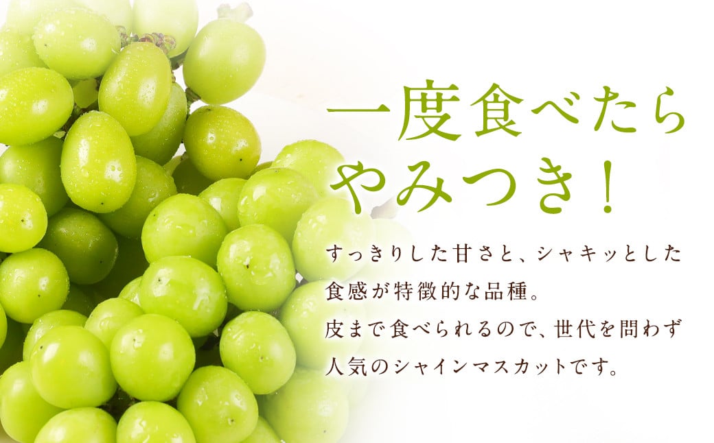 【訳あり】農園直送！ シャインマスカット 約2kg 【2025年8月発送予定】 ぶどう マスカット 果物 フルーツ