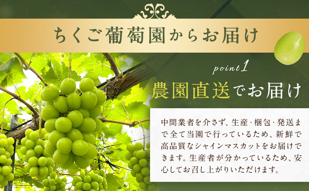  農園直送 ！ シャインマスカット 約1.2kg 2~3房 【2025年9月上旬から10月上旬発送予定】 ぶどう マスカット 果物 フルーツ