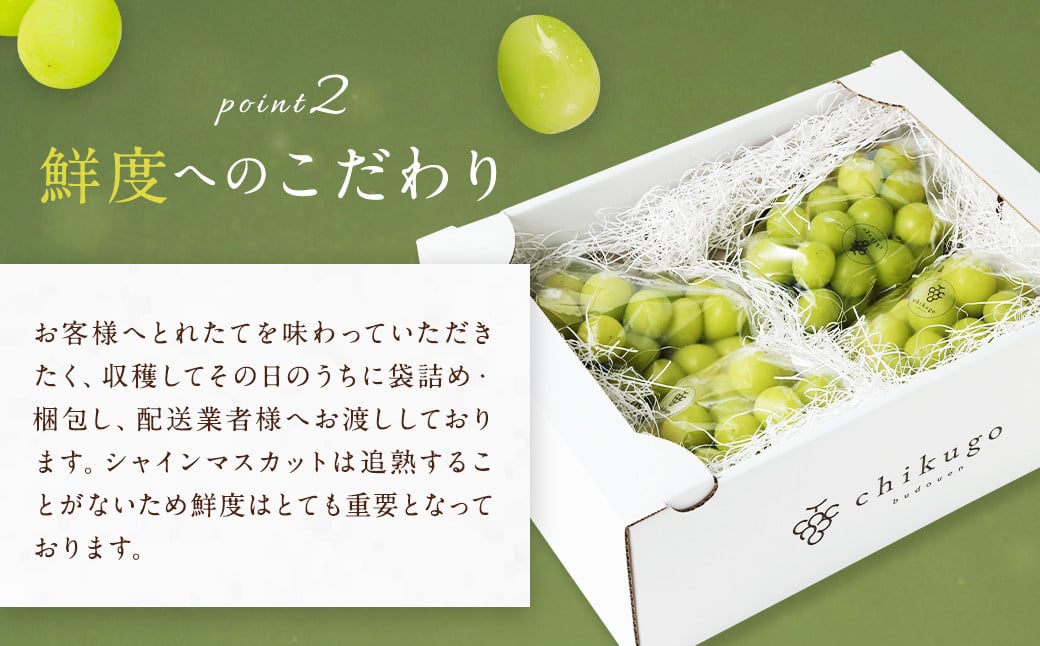 農園直送！ シャインマスカット 約2.4kg 4〜5房 【2025年8月発送予定】 ぶどう マスカット 果物 フルーツ