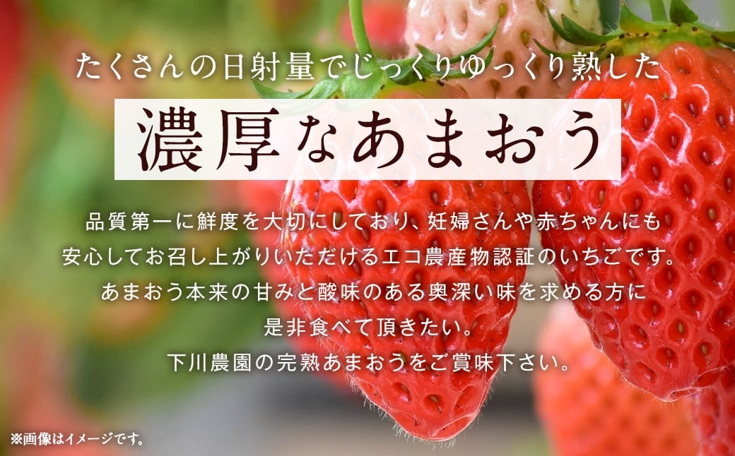 特別栽培 の 濃厚 完熟 あまおう 約1kg 約250g×4パック 【2026年1月上旬～3月下旬まで発送予定】 いちご 苺 果物 フルーツ