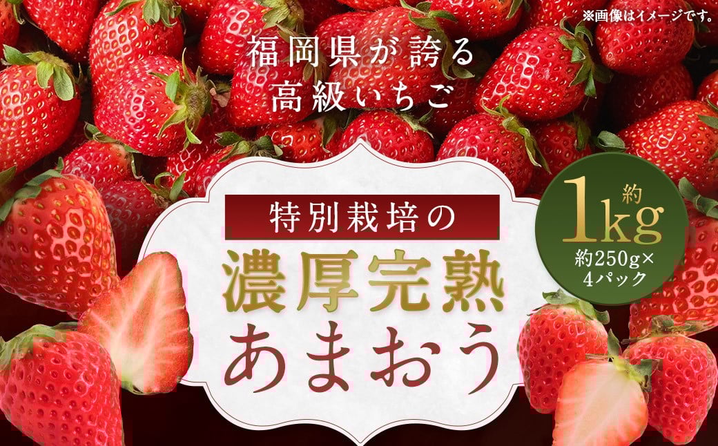 特別栽培 の 濃厚 完熟 あまおう 約1kg 約250g×4パック 【2026年1月上旬～3月下旬まで発送予定】 いちご 苺 果物 フルーツ