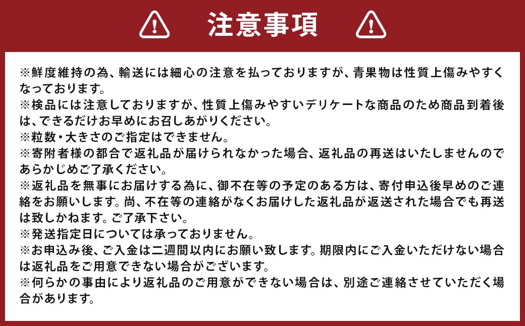 いちご「かおり野」プレミアム 300g×2パック 1箱 約600g 【2025年12月下旬から2026年3月下旬発送予定】 苺 イチゴ ベリー 果物 フルーツ デザート おやつ お取り寄せ