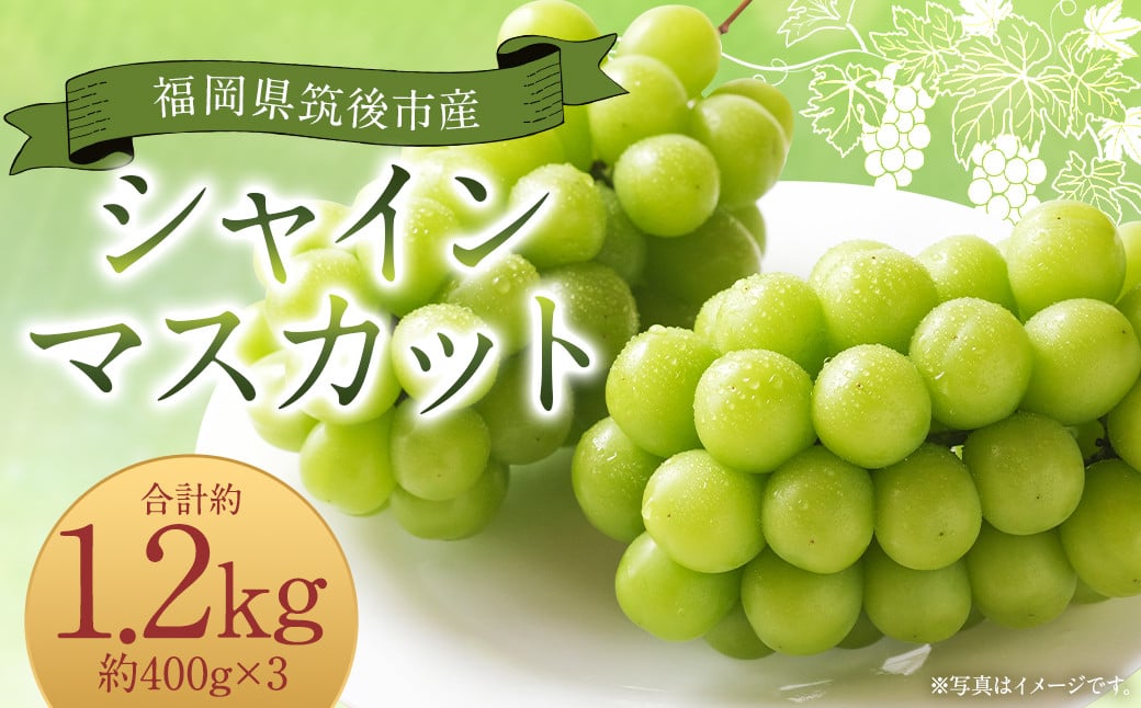 シャインマスカット 約1.2kg 400g×3 【2025年8月下旬から9月下旬発送予定】  ぶどう 葡萄 種なし 大粒 果物 マスカット フルーツ デザート 冷蔵