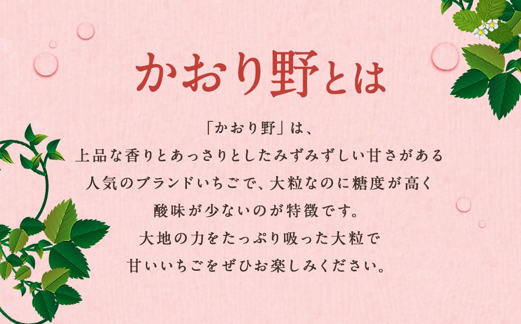 【2回定期便】いちご「かおり野」プレミアム 合計約2.4kg 約1.2kg（300g×4パック）×2回【2025年1月下旬から3月下旬発送予定予定】 苺 イチゴ ベリー 果物 フルーツ デザート おやつ お取り寄せ