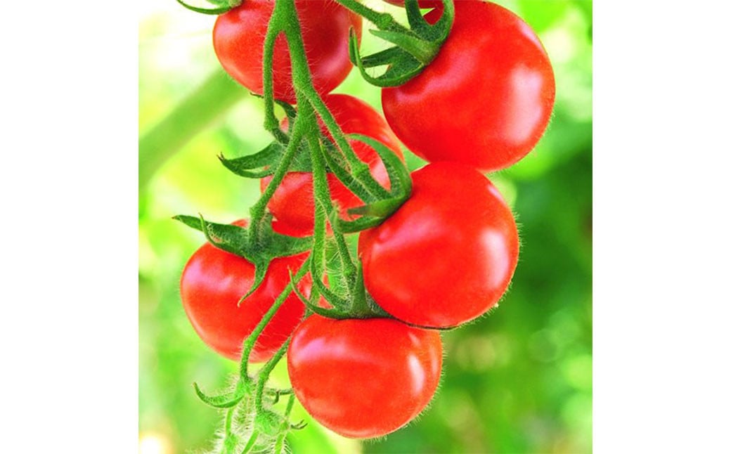 ミディトマト はなひめ 3kg 中玉 トマト 福岡県産 【7月-11月発送不可】