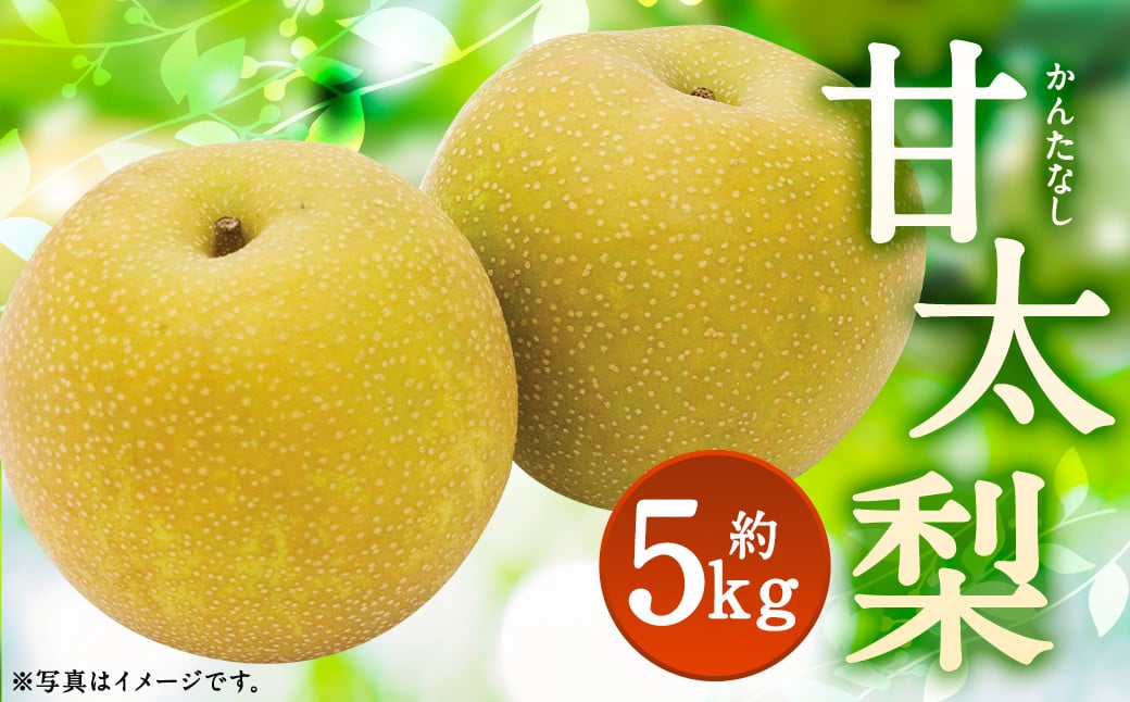 甘太梨 9玉～12玉 約5kg【2025年9月上旬～9月下旬発送】 梨 ナシ 果物 フルーツ 福岡県産