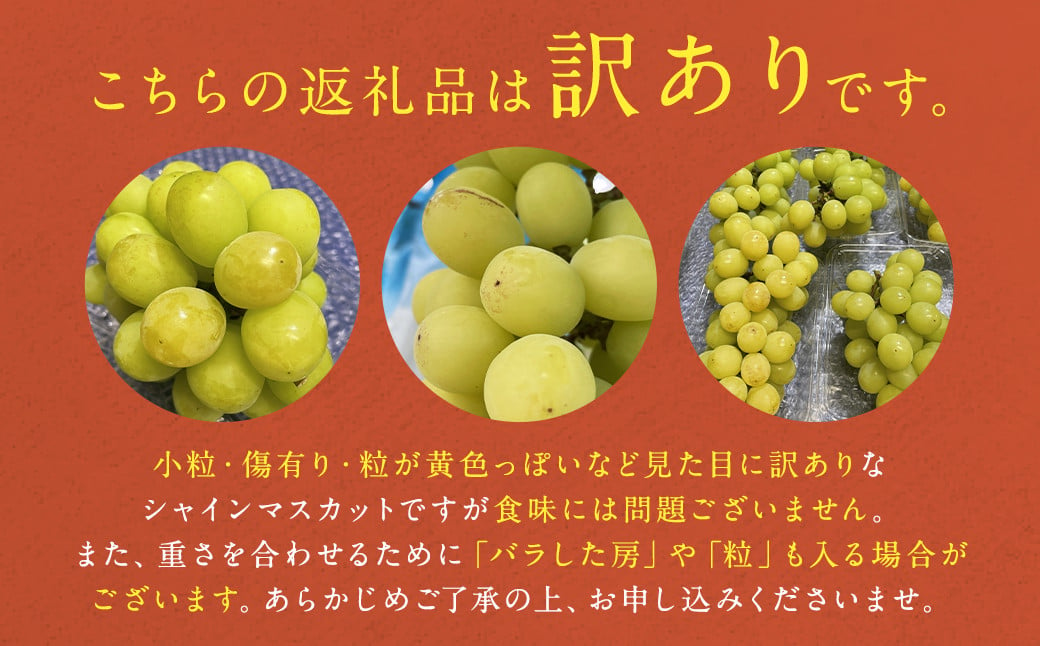 【訳あり】農園直送！ シャインマスカット 約2kg 【2025年9月上旬から10月上旬発送予定】 ぶどう マスカット 果物 フルーツ