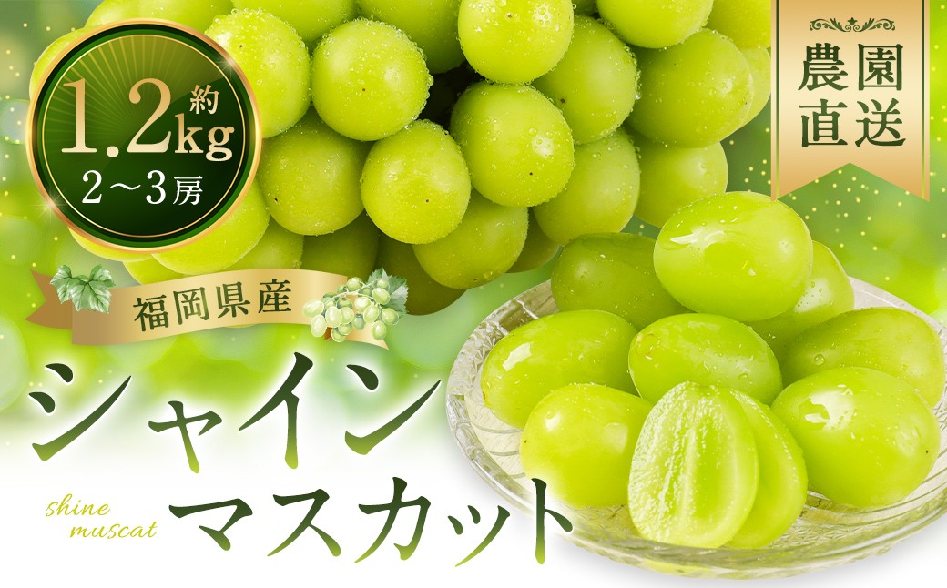 シャインマスカット 農園直送｜収穫当日発送・アフター保証 1.2kg｜【2026年8月上旬～8月下旬順次発送予定】 福岡県産 フルーツ ぶどう