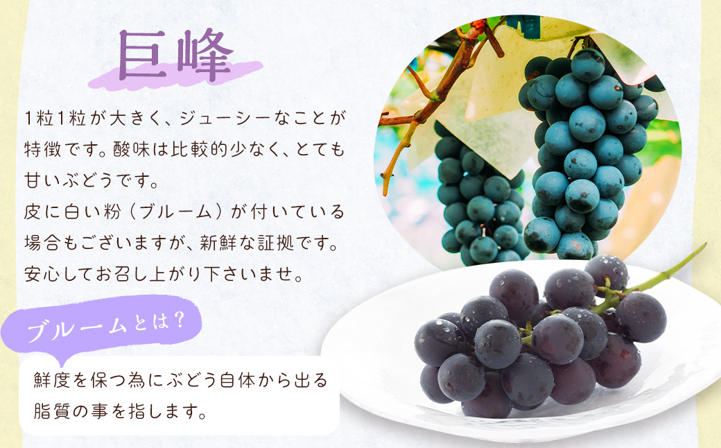 旬の果物 詰め合わせ セット 福岡県産 フルーツ 季節 果物