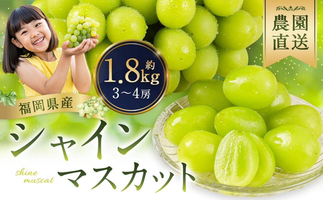 農園直送！ シャインマスカット 約1.8kg 3〜4房 【2026年9月上旬から10月上旬発送予定】 ぶどう マスカット 果物 フルーツ