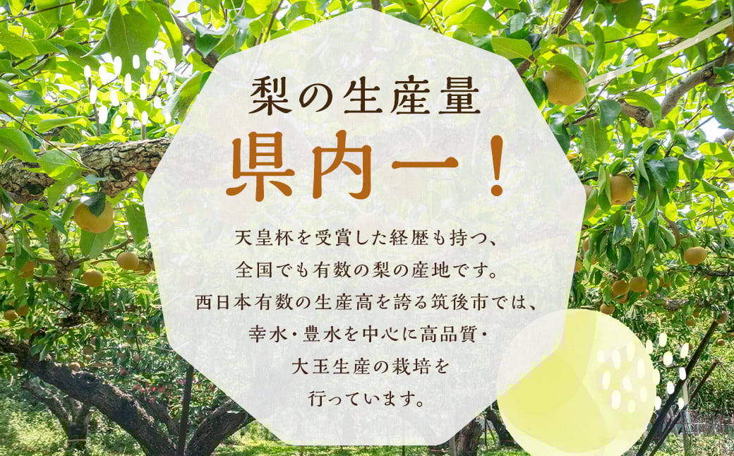 数量限定 よらん野 特選 梨 と ぶどう セット（品種おまかせ） 【2025年8月上旬～9月下旬発送】 幸水 豊水 新興 葡萄 巨峰 ピオーネ 果物 フルーツ