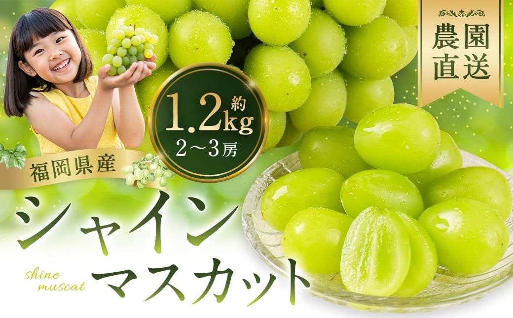 農園直送！ シャインマスカット 約1.2kg 2~3房 【2026年8月発送予定】 ぶどう マスカット 果物 フルーツ