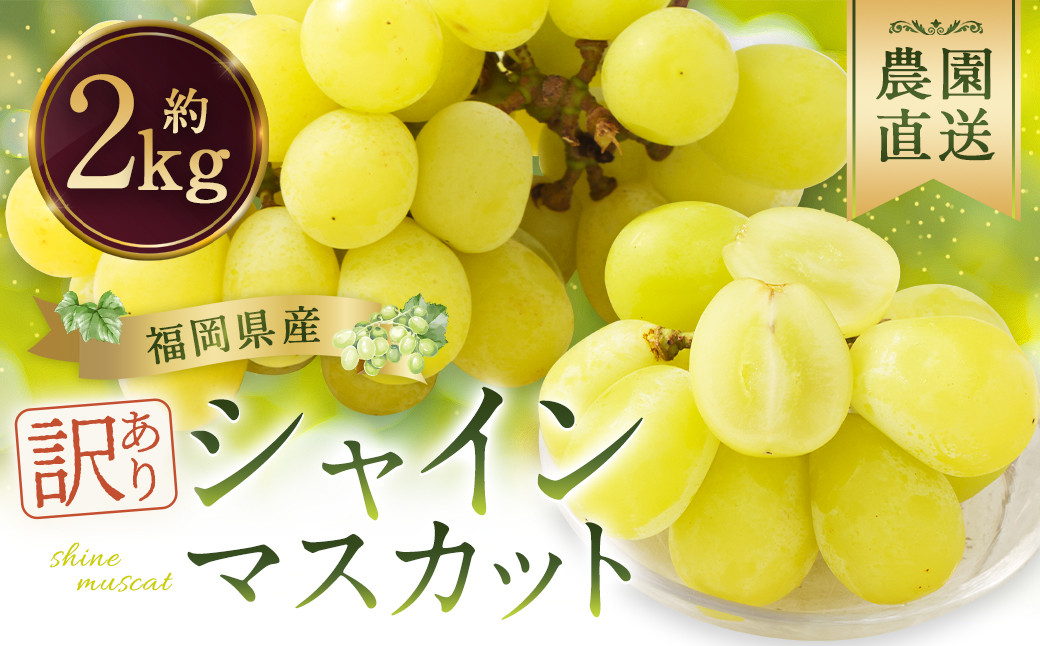 【訳あり】農園直送！ シャインマスカット 約2kg 【2026年8月発送予定】 ぶどう マスカット 果物 フルーツ