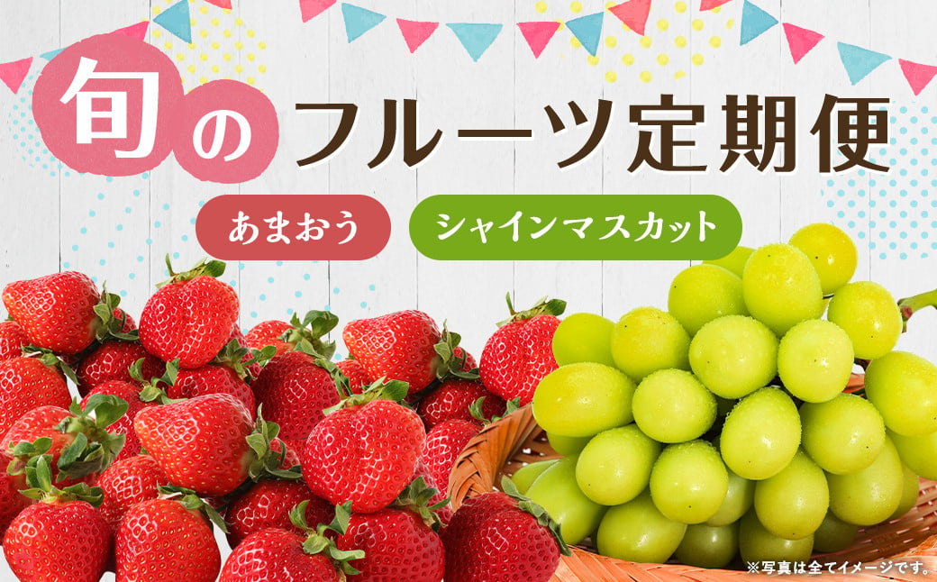 【年2回定期便】 数量限定 旬のフルーツ 定期便 【 シャインマスカット ・ あまおう 】 合計 約2.48kg 福岡県産 果物 いちご ぶどう セット 詰合せ