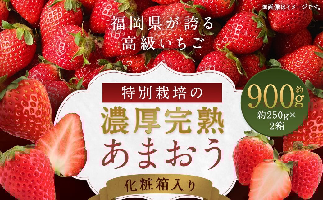 化粧箱入り 特別栽培 の 濃厚 完熟 あまおう 約900g 約450g×2パック 【2026年1月上旬～3月下旬まで発送予定】 いちご 苺 果物 フルーツ