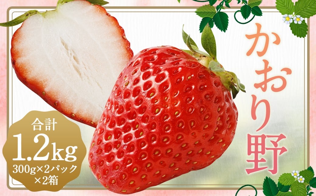 いちご 「かおり野」 プレミアム 約1.2kg ＜300g×2パック＞ 2箱 計4パック 【2025年12月下旬から2026年3月下旬まで発送予定】 苺 イチゴ 果物 果実 フルーツ 大粒 冷蔵 九州 福岡県 筑後市