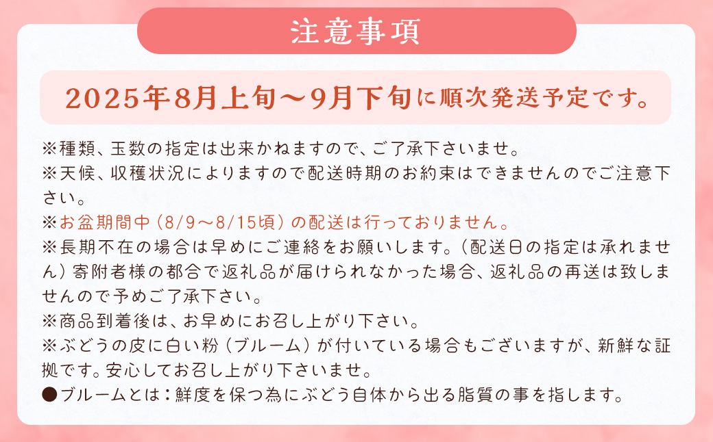 数量限定 よらん野 特選 梨 と ぶどう セット（品種おまかせ） 【2025年8月上旬～9月下旬発送】 幸水 豊水 新興 葡萄 巨峰 ピオーネ 果物 フルーツ