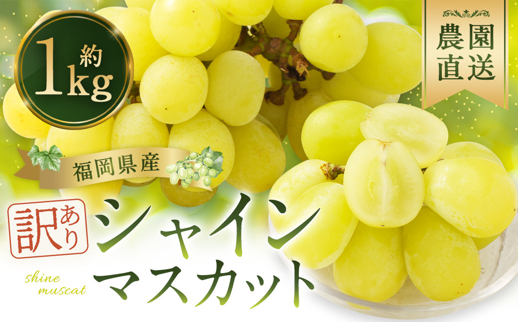 【訳あり】農園直送！ シャインマスカット 約1kg 【2026年9月上旬から10月上旬発送予定】 ぶどう マスカット 果物 フルーツ