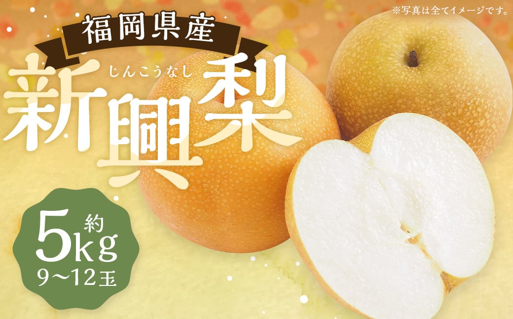 新興梨 9～12玉 約5kg【2025年9月下旬～10月下旬発送】 ナシ 梨 果物 フルーツ 福岡県産