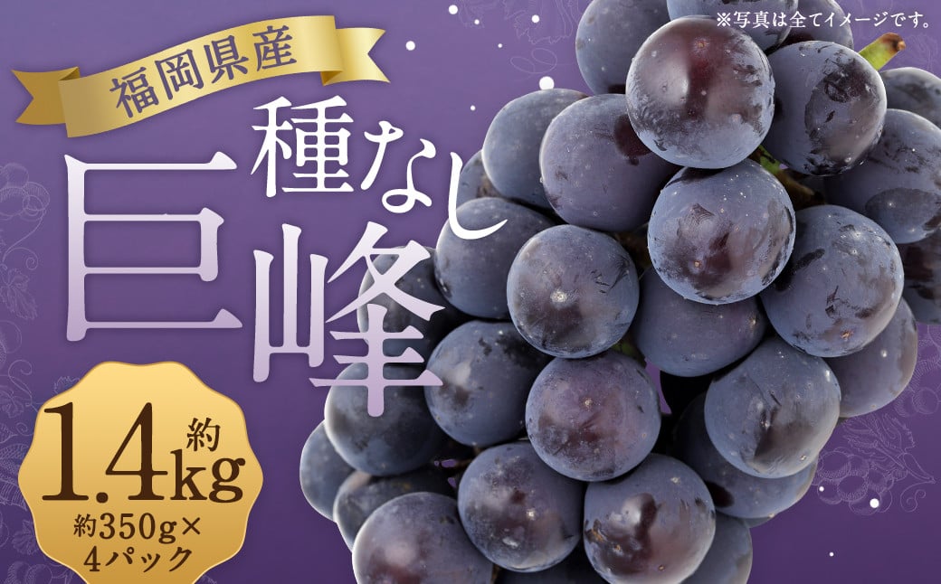数量限定 種なし 巨峰  約350g×4パック 計約1.4kg ぶどう ブドウ 果物 フルーツ 福岡県産 【2026年6月下旬〜8月上旬発送予定】
