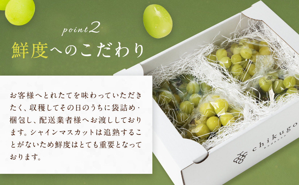 ãèš³ããã蟲åçŽéïŒ ã·ã£ã€ã³ãã¹ã«ãã çŽ2kg ã2026幎8æçºéäºå®ã ã¶ã©ã ãã¹ã«ãã æç© ãã«ãŒã