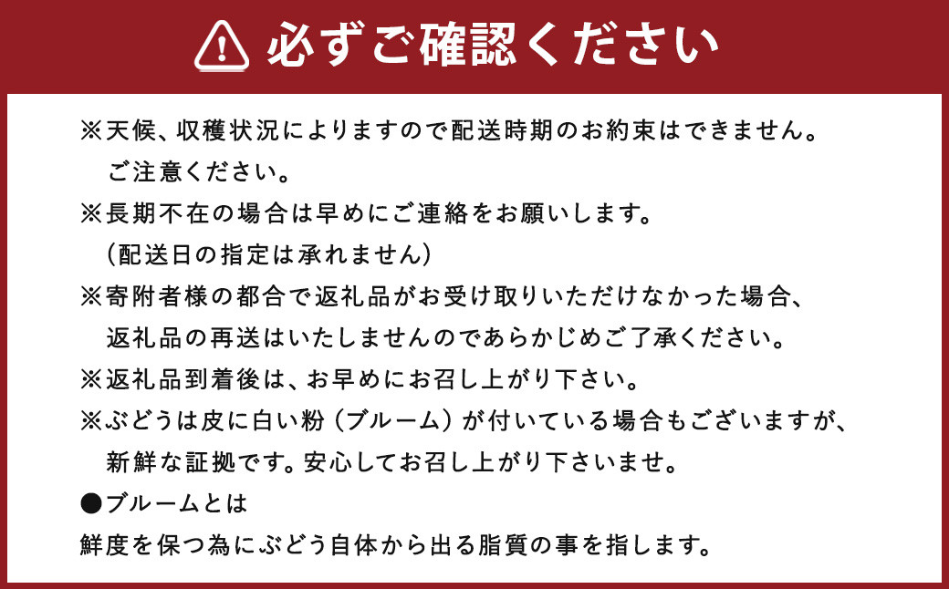 数量限定 よらん野 特選 梨 と ぶどう セット (品種おまかせ) 【2024年8月上旬～9月下旬発送】