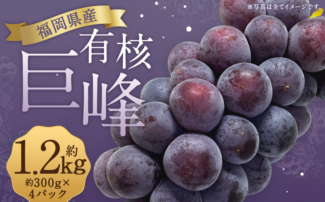 数量限定 有核 巨峰 約300g×4パック 計約1.2kg ぶどう ブドウ 果物 フルーツ 福岡県産 【2026年6月下旬〜8月上旬発送予定】