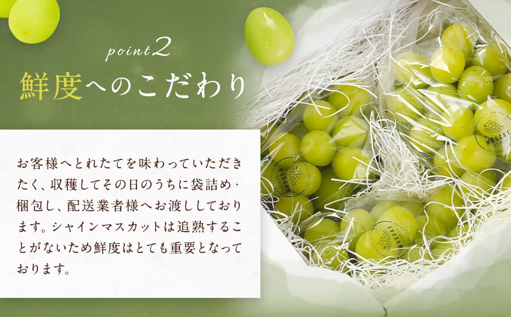  農園直送 ！ シャインマスカット 約2.4kg 4〜5房 【2024年8月上旬～10月上旬発送】