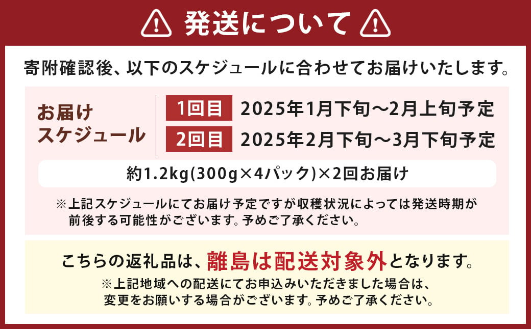 【2回定期便】いちご「かおり野」プレミアム 合計約2.4kg 約1.2kg（300g×4パック）×2回【2025年1月下旬から3月下旬発送予定予定】 苺 イチゴ ベリー 果物 フルーツ デザート おやつ お取り寄せ