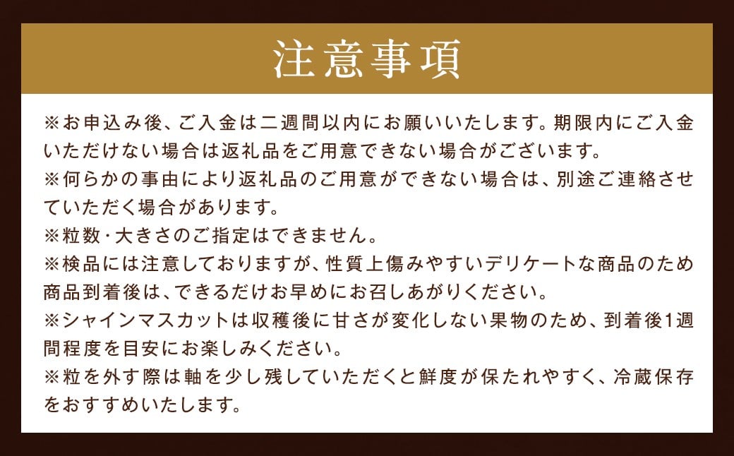 【贈答用】福岡県産 シャインマスカット 糖度18度以上・大粒15g以上 桐箱入り 650g前後（1房）/冷蔵 当日発送【2026年8月上旬〜9月上旬発送予定】 葡萄 ぶどう ブドウ マスカット 果物 フルーツ 国産
