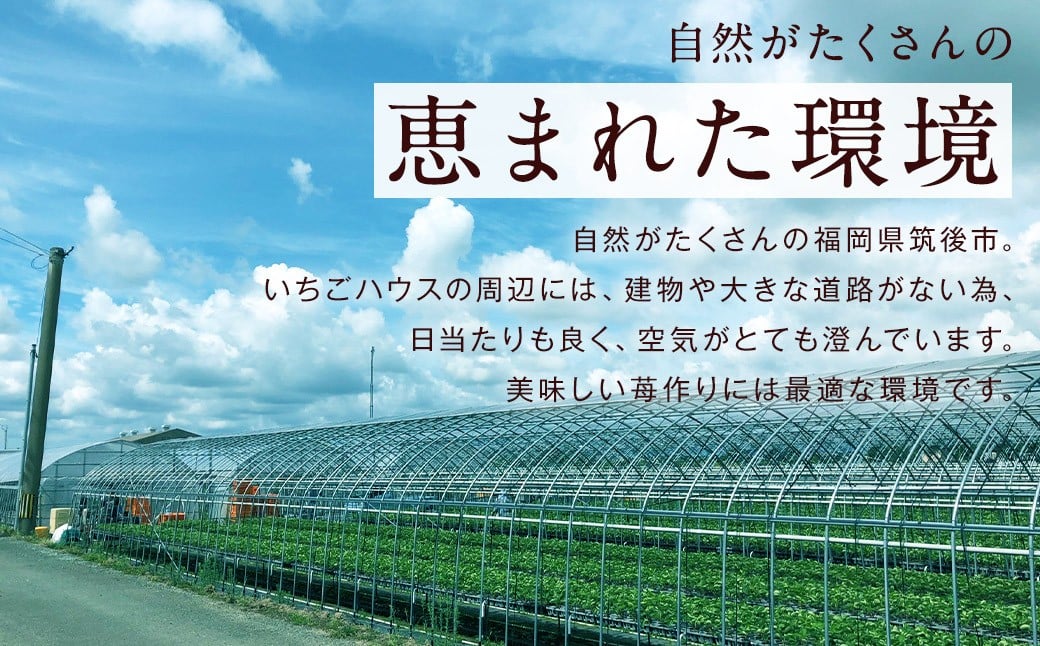 特別栽培 の 濃厚 完熟 あまおう 約1kg 約250g×4パック 【2026年1月上旬～3月下旬まで発送予定】 いちご 苺 果物 フルーツ