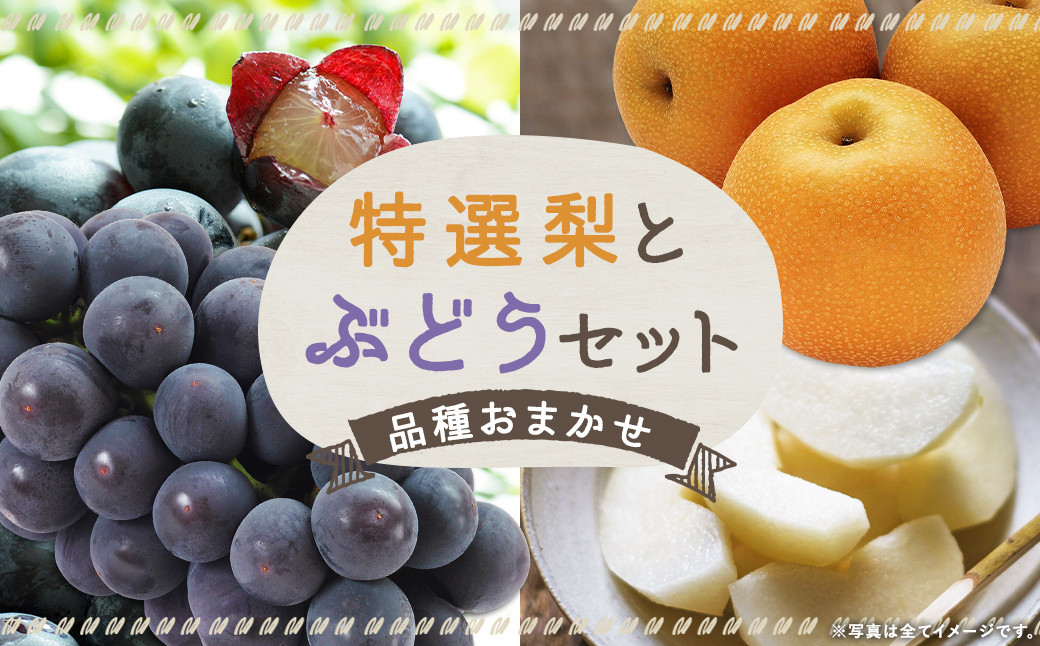 数量限定 よらん野 特選 梨 と ぶどう セット (品種おまかせ) 【2024年8月上旬～9月下旬発送】