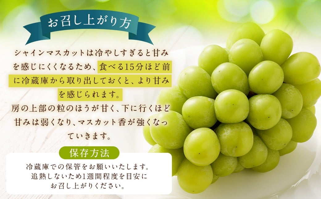 【贈答用】福岡県産 シャインマスカット 糖度18度以上・大粒15g以上 桐箱入り 650g前後（1房）/冷蔵 当日発送【2026年8月上旬〜9月上旬発送予定】 葡萄 ぶどう ブドウ マスカット 果物 フルーツ 国産