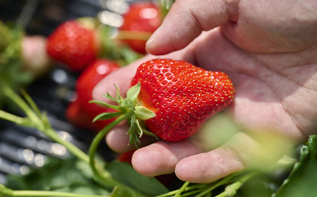 希少な地元産いちご 『みつのか』 280g×4パック 計1.12kg 【2025年12月下旬から2026年3月下旬発送予定】