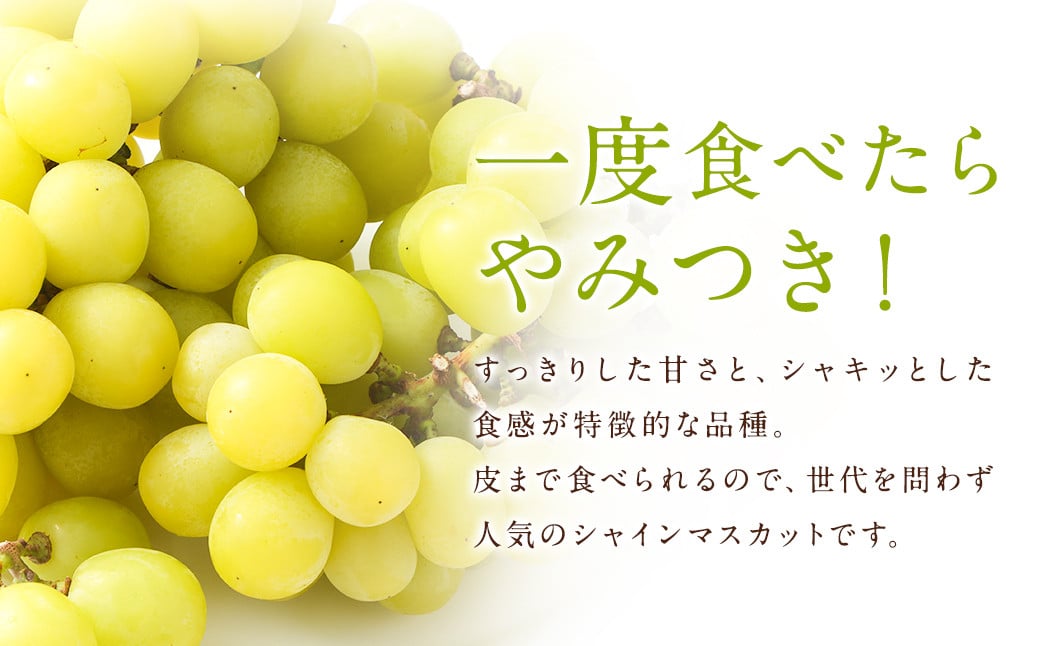 【訳あり】農園直送！ シャインマスカット 約2kg 【2025年9月上旬から10月上旬発送予定】 ぶどう マスカット 果物 フルーツ